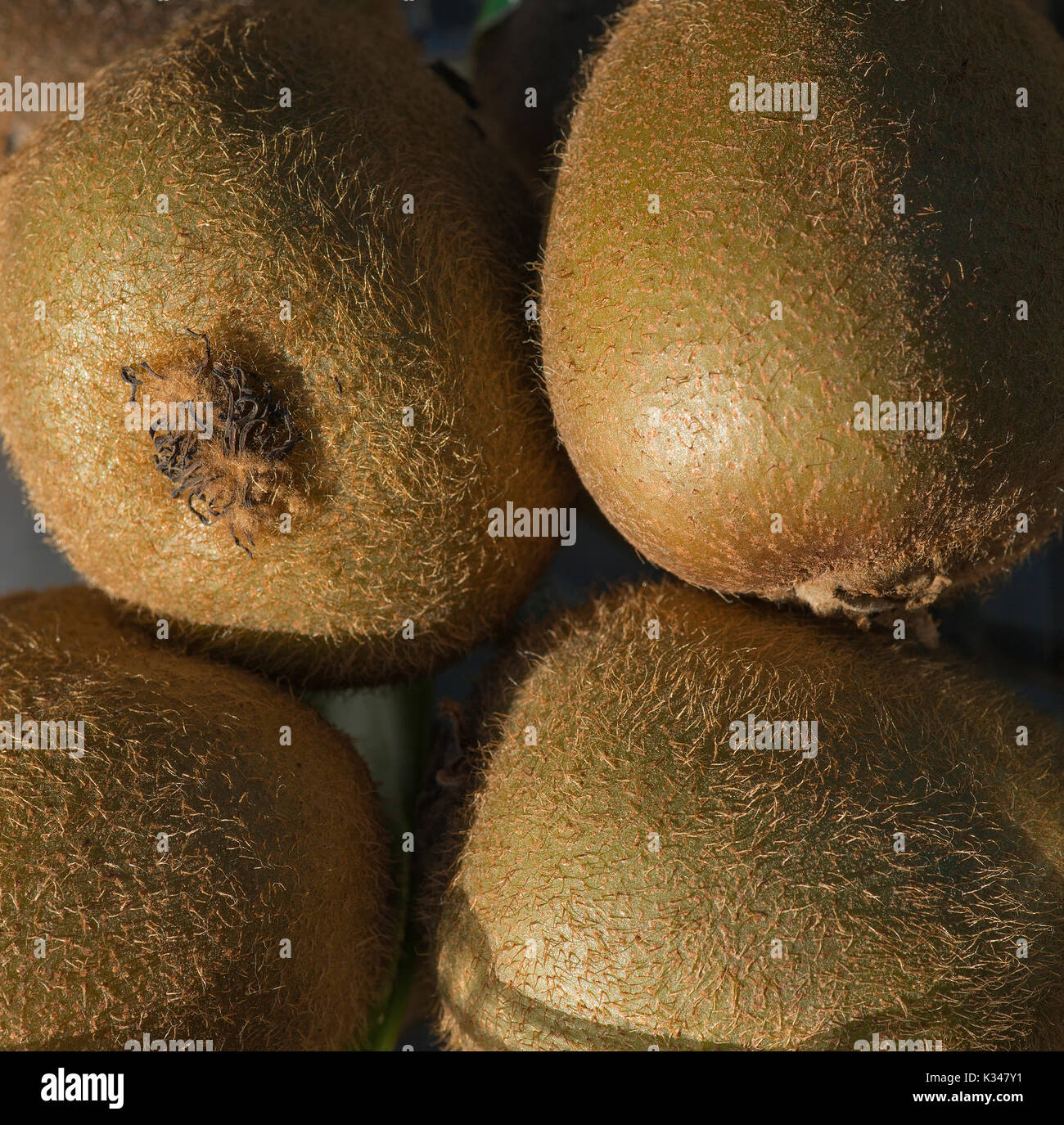 Kiwi new zealand farm hi-res stock photography and images - Alamy