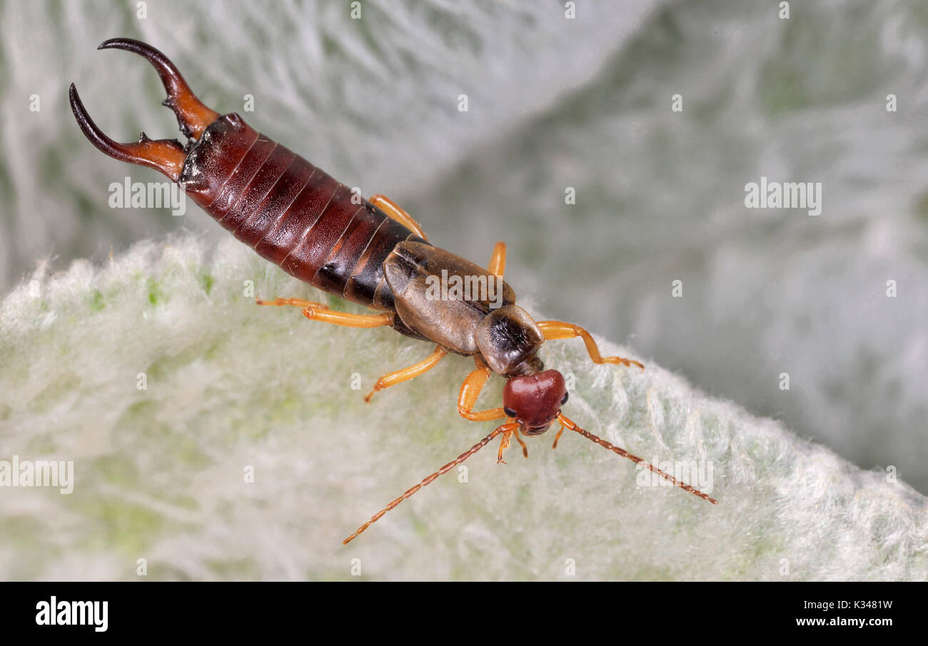 red earwig