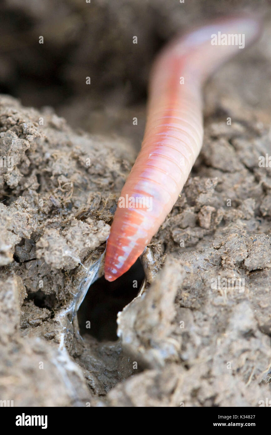 Earthworm and tunnel in the soil Stock Photo Alamy
