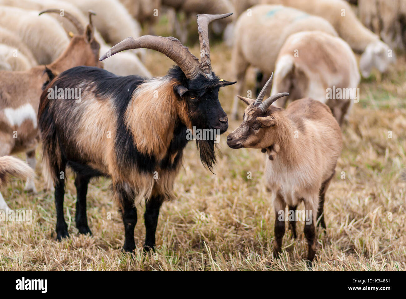 Greggi hi-res stock photography and images - Alamy