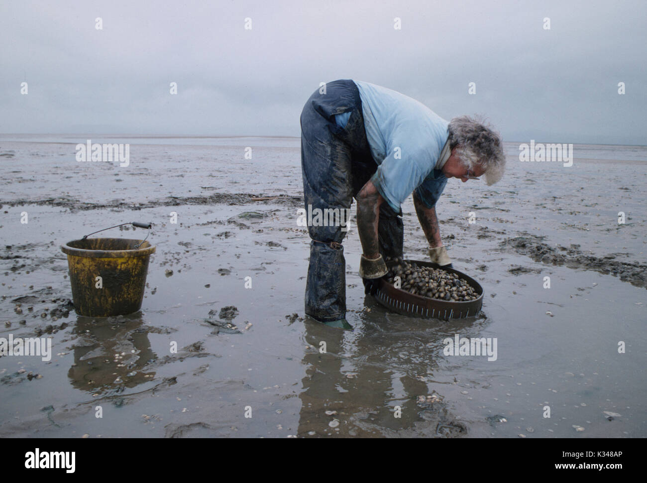Cockle gathering fishing Gower Peninsula, Loughor Estuary, Wales UK