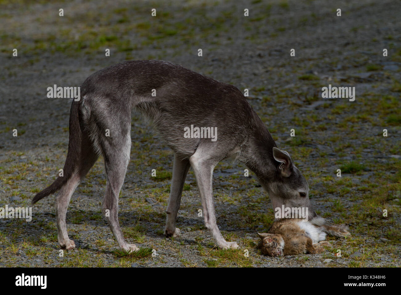 Grey Lurcher with captured rabbit infected with myxomatosis. UK Stock Photo