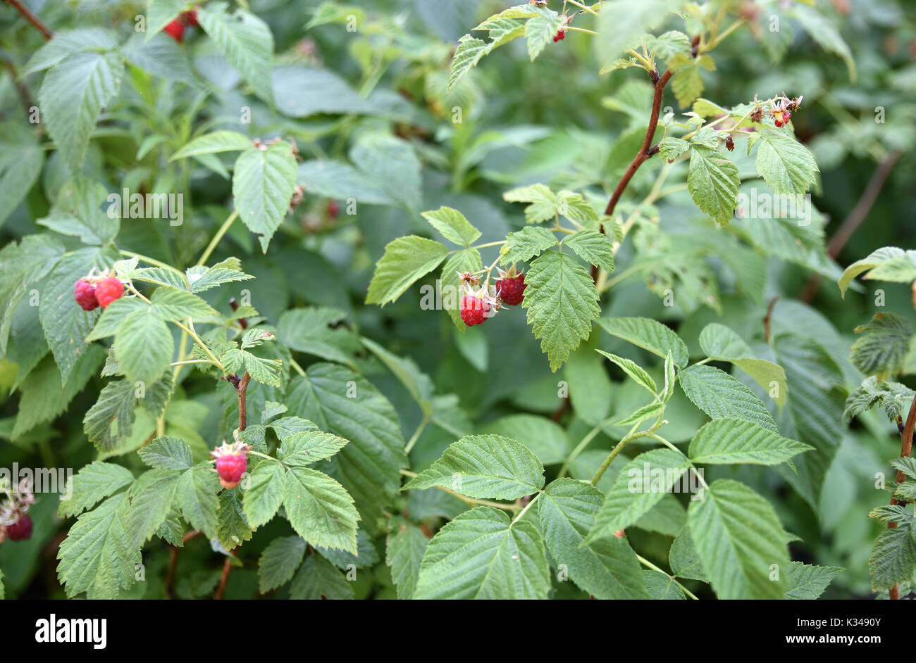 Natural bushes of raspberry Stock Photo