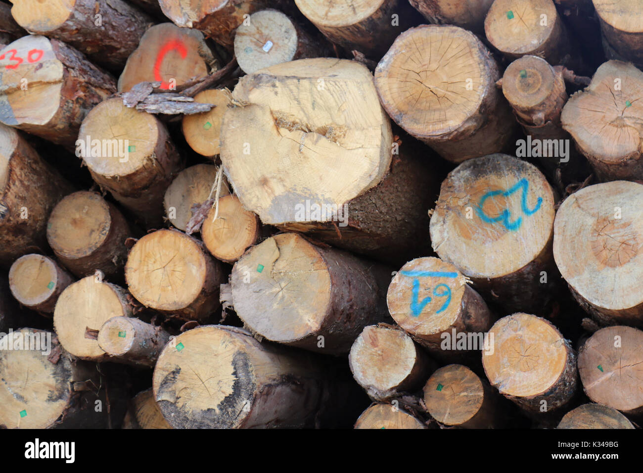 Large pile of cut timber firewood tree logs Stock Photo Alamy