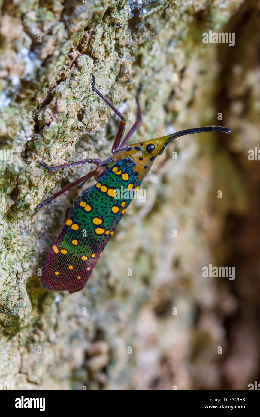 Cicada or Lanternfly (Saiva gemmata ) insect on tree in nature Stock Photo