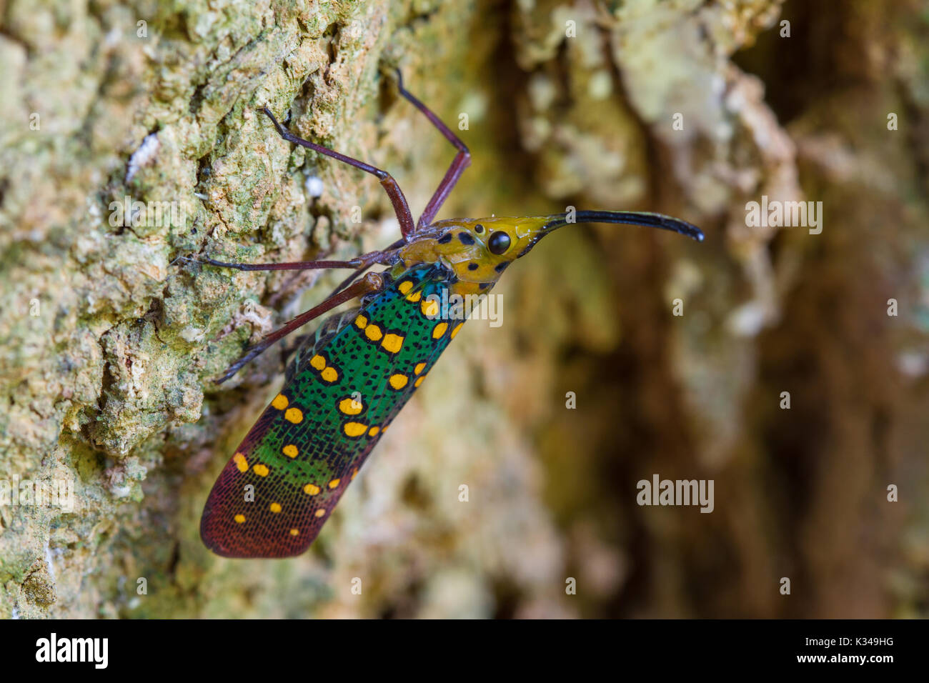 Cicada or Lanternfly (Saiva gemmata ) insect on tree in nature Stock Photo