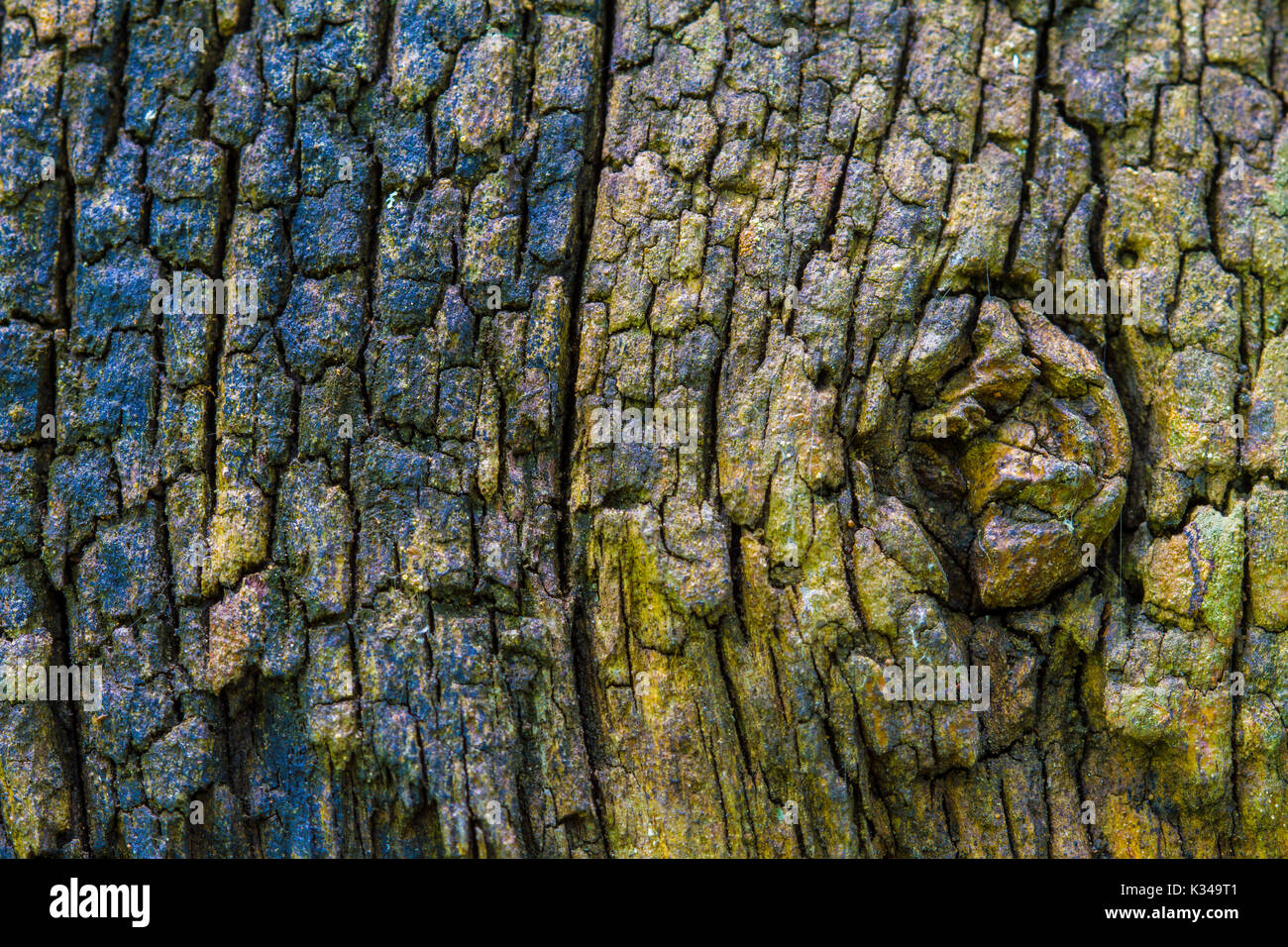 texture of bark wood use as natural background Stock Photo - Alamy