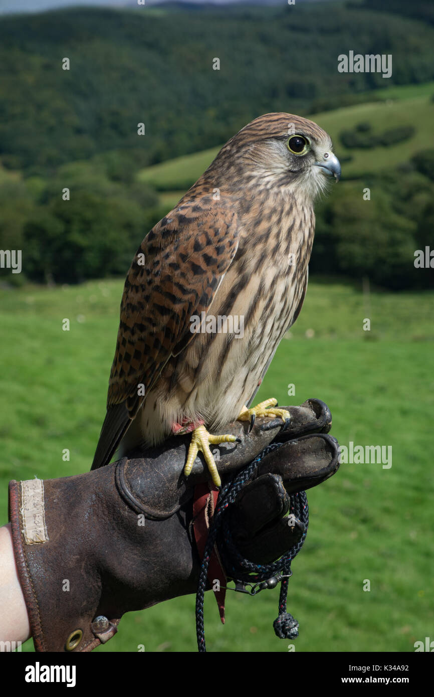 Juvenile Kestrel Falco tinnunculus  on falconers glove. Wales. UK Stock Photo