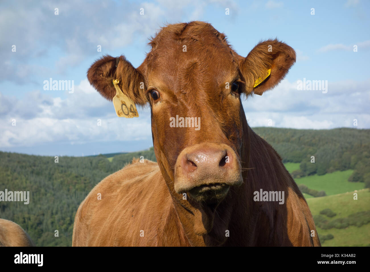 Limousin cow hi-res stock photography and images - Alamy