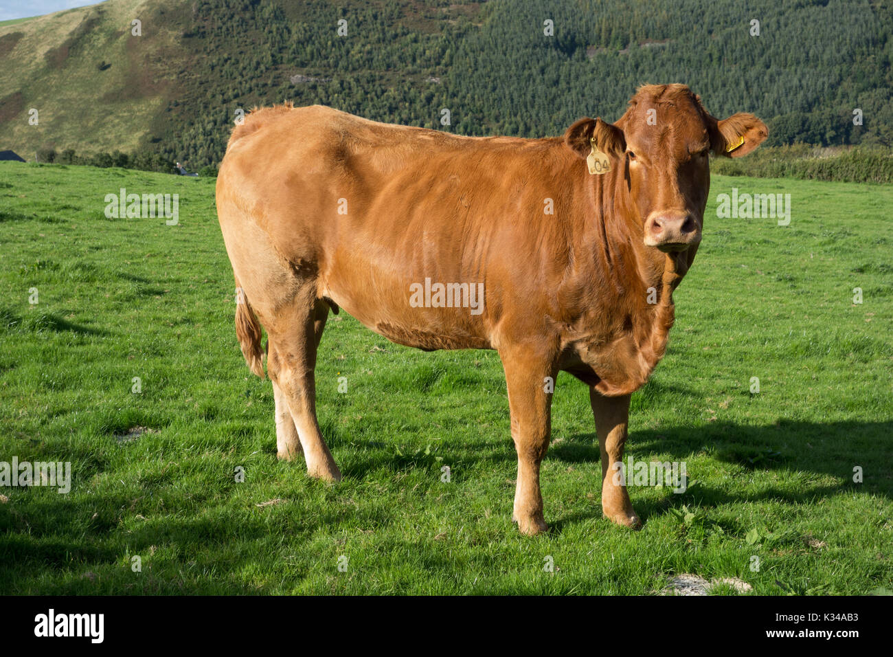 Limousin cow hi-res stock photography and images - Alamy