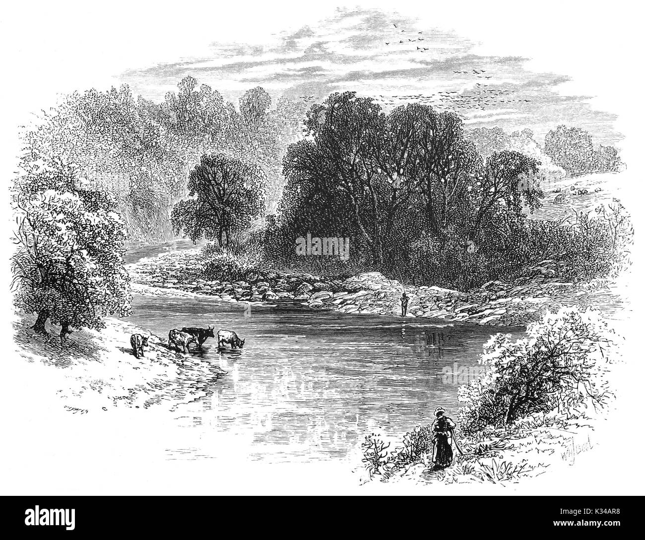 1870: Cattle drinking from the River Esk near Gilnockie, in Dumfries and Galloway, south-west Scotland. Stock Photo