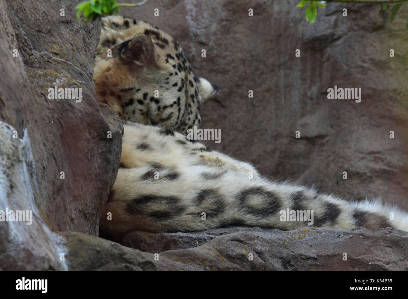 Snow leopard in the rocks Stock Photo - Alamy