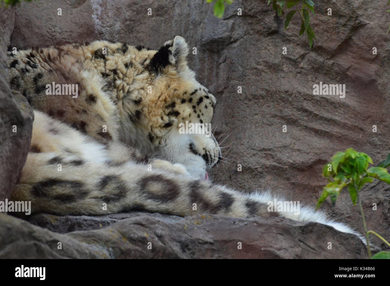 Snow leopard in the rocks Stock Photo - Alamy