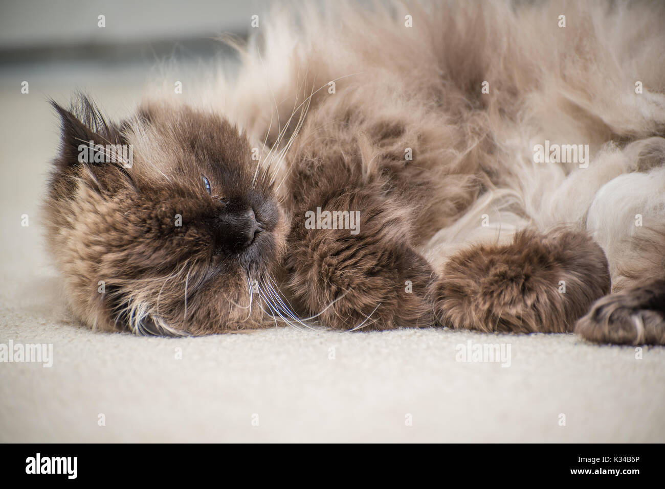Portrait of a Himalayan cat Stock Photo
