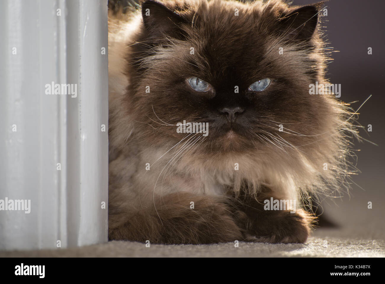 Portrait of a Himalayan cat Stock Photo