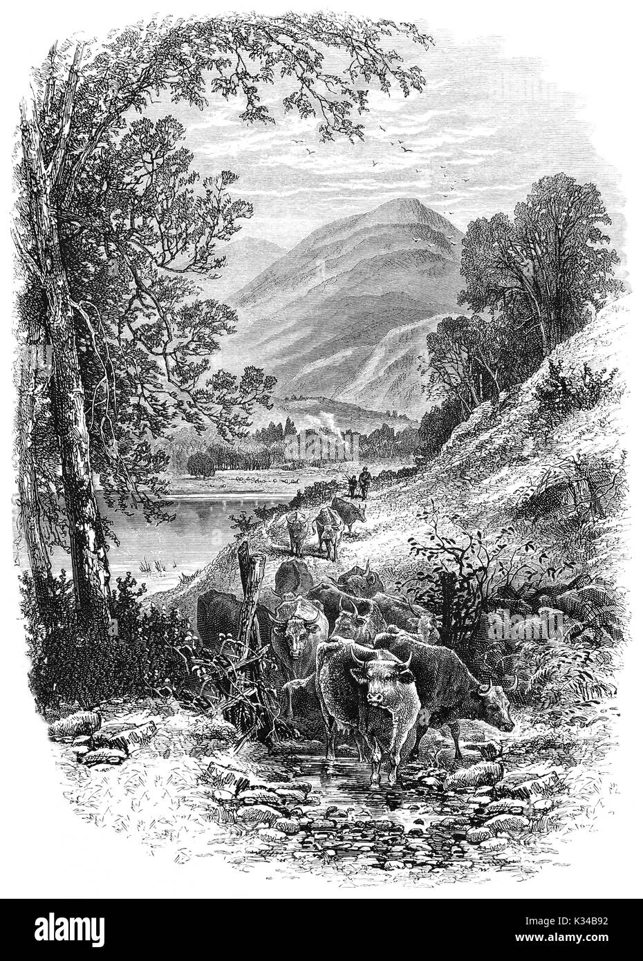 1870: Farmer driving cattle in Glen Falloch, a valley in which the River Falloch follows the course of this picturesque glen before flowing into Loch Lomond. West Dunbartonshire, Stirling, Scotland. Stock Photo