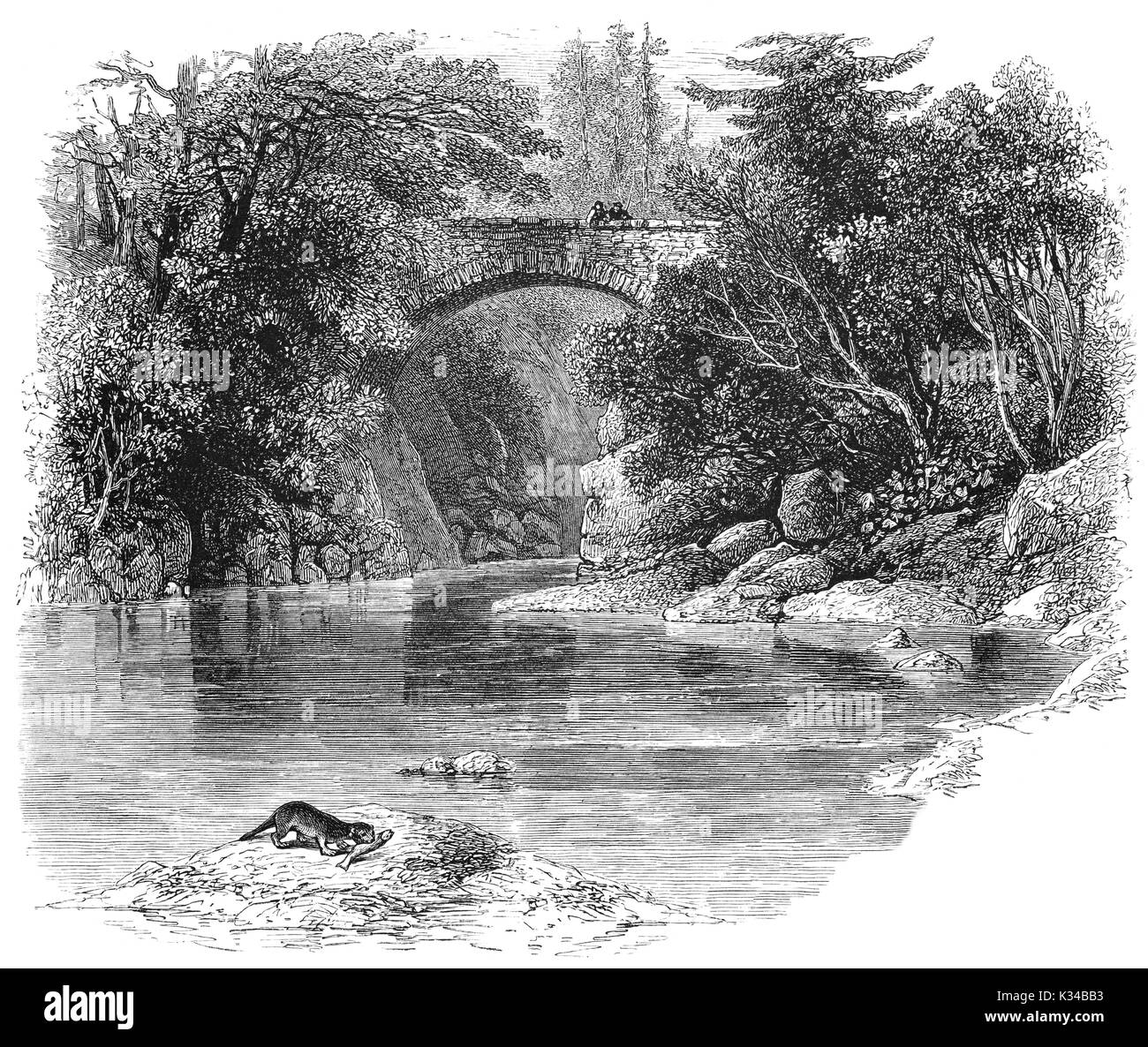 1870: Visitors on the Hermitage Bridge aka Rumbling Bridge, over the River Braan watching an otter with a recently caught fish. Craigvinean Forest,  Dunkeld, Perthshire, Scotland. Stock Photo