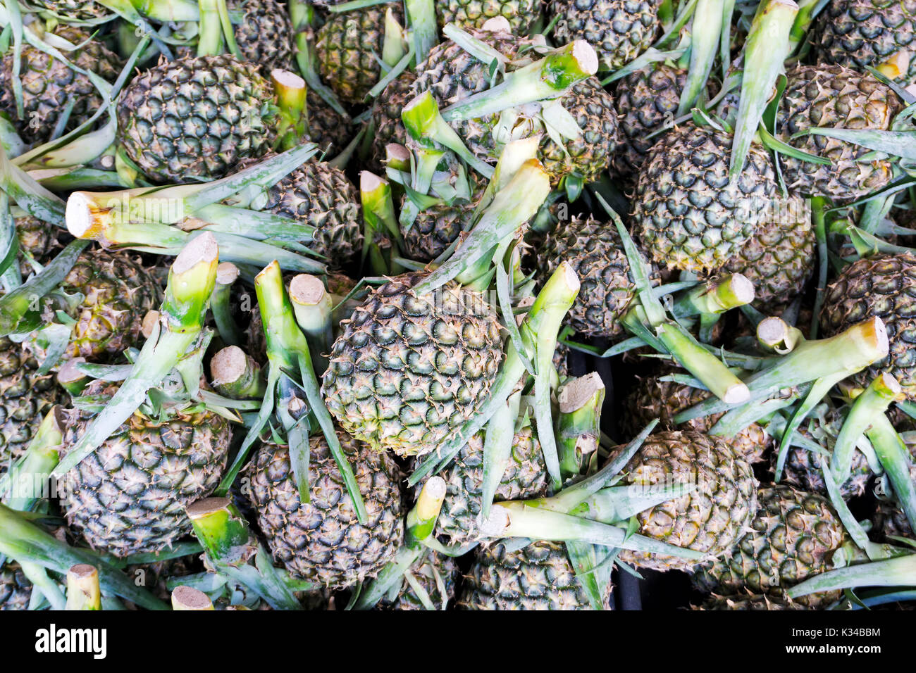 Unripe pineapple hires stock photography and images Alamy
