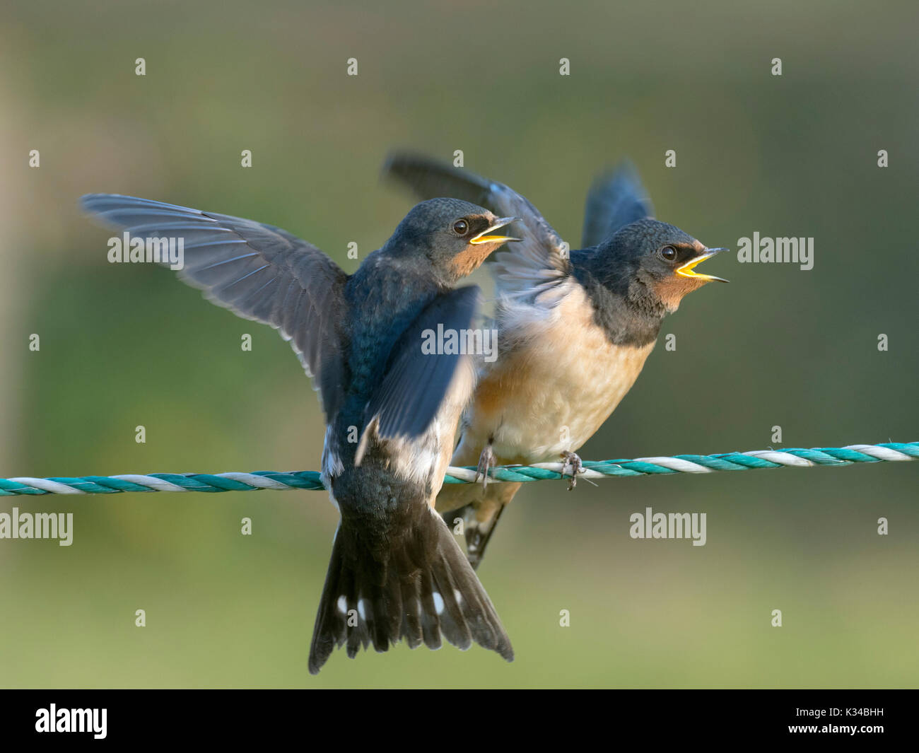 Young Swallows Hirundo rustica on fence waiting to be fed Stock Photo