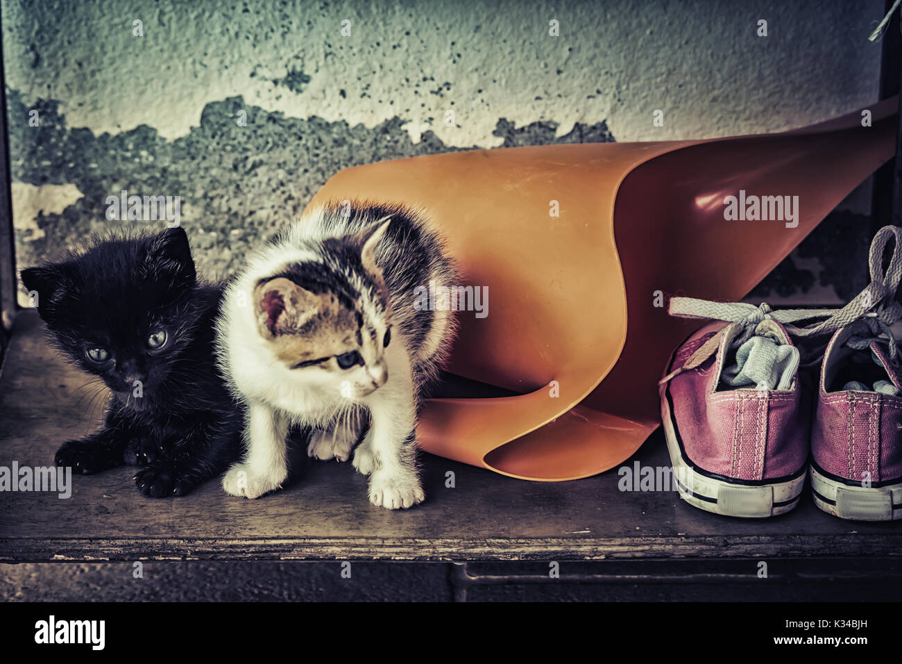 Two cute baby cats with watering can and old shoes Stock Photo Alamy