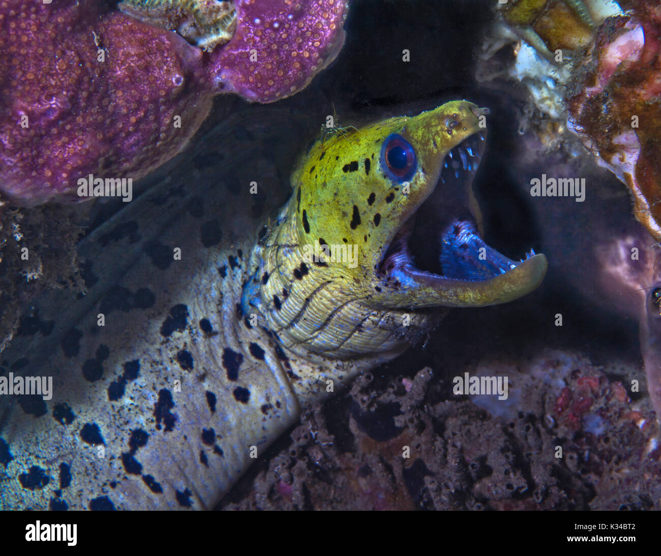 Fimbriated moray eel (Gymnothorax fimbriatus) with cleaner shrimp. Lembeh Straits, Indonesia. Stock Photo