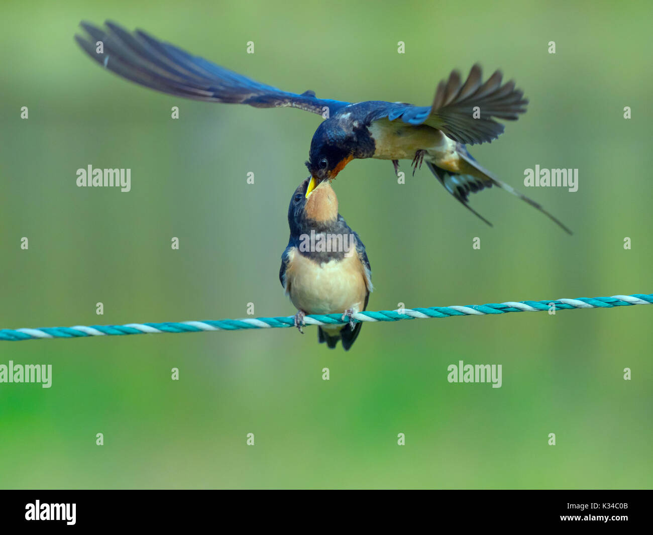 Young swallow birds hires stock photography and images Alamy