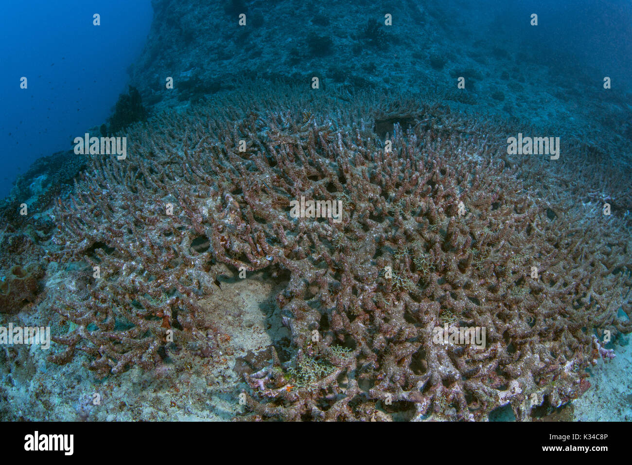 Once a popular dive site, this area is now a vast region of dead and dying coral. Beqa Lagoon, Fiji. Stock Photo