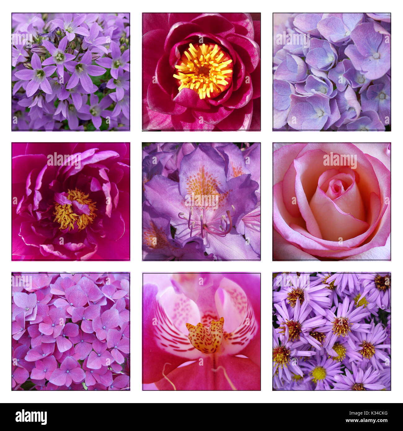Compilation of pink and purple flowers Stock Photo