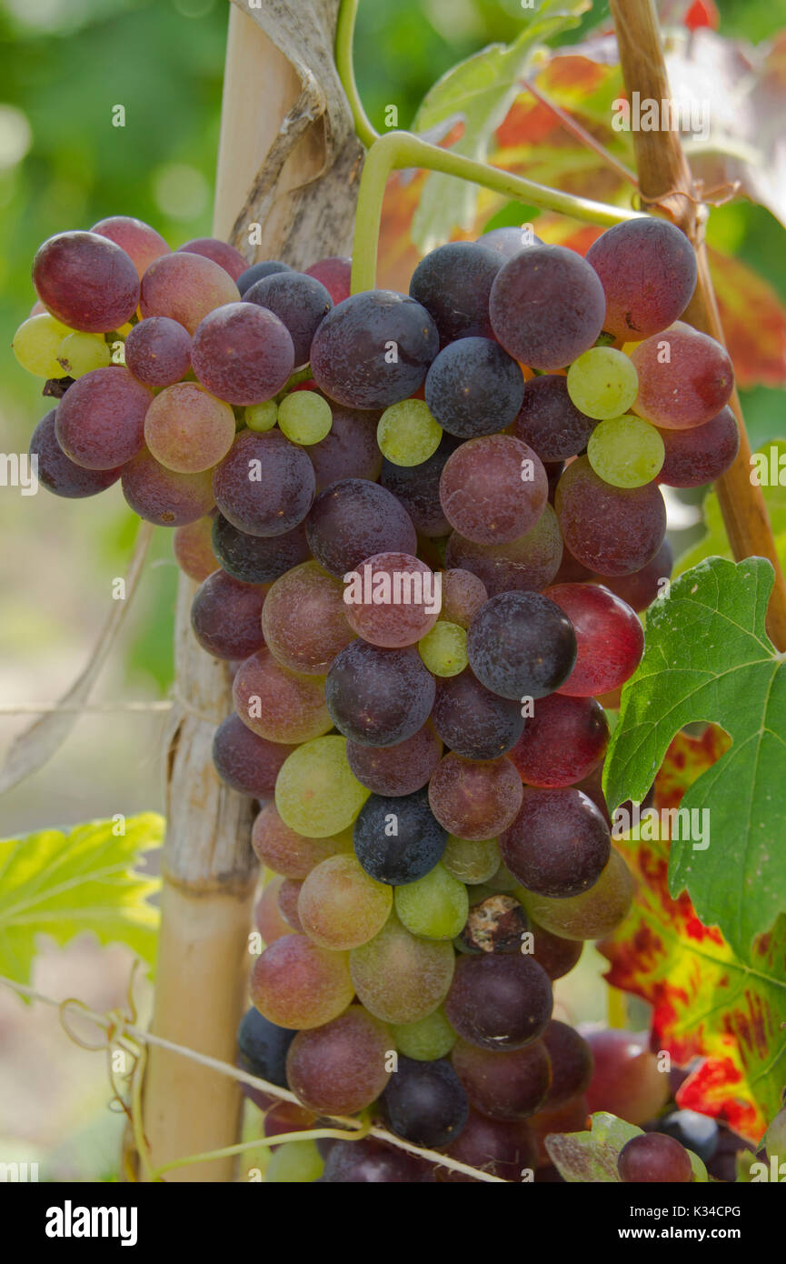 Fleshy grapes hi-res stock photography and images - Alamy
