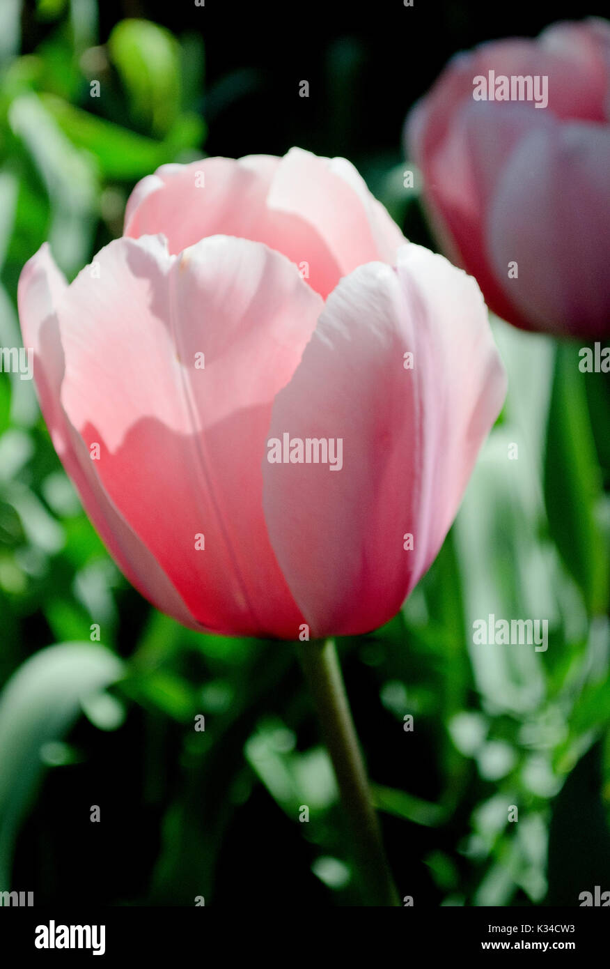 Close up of a pink tulip Stock Photo