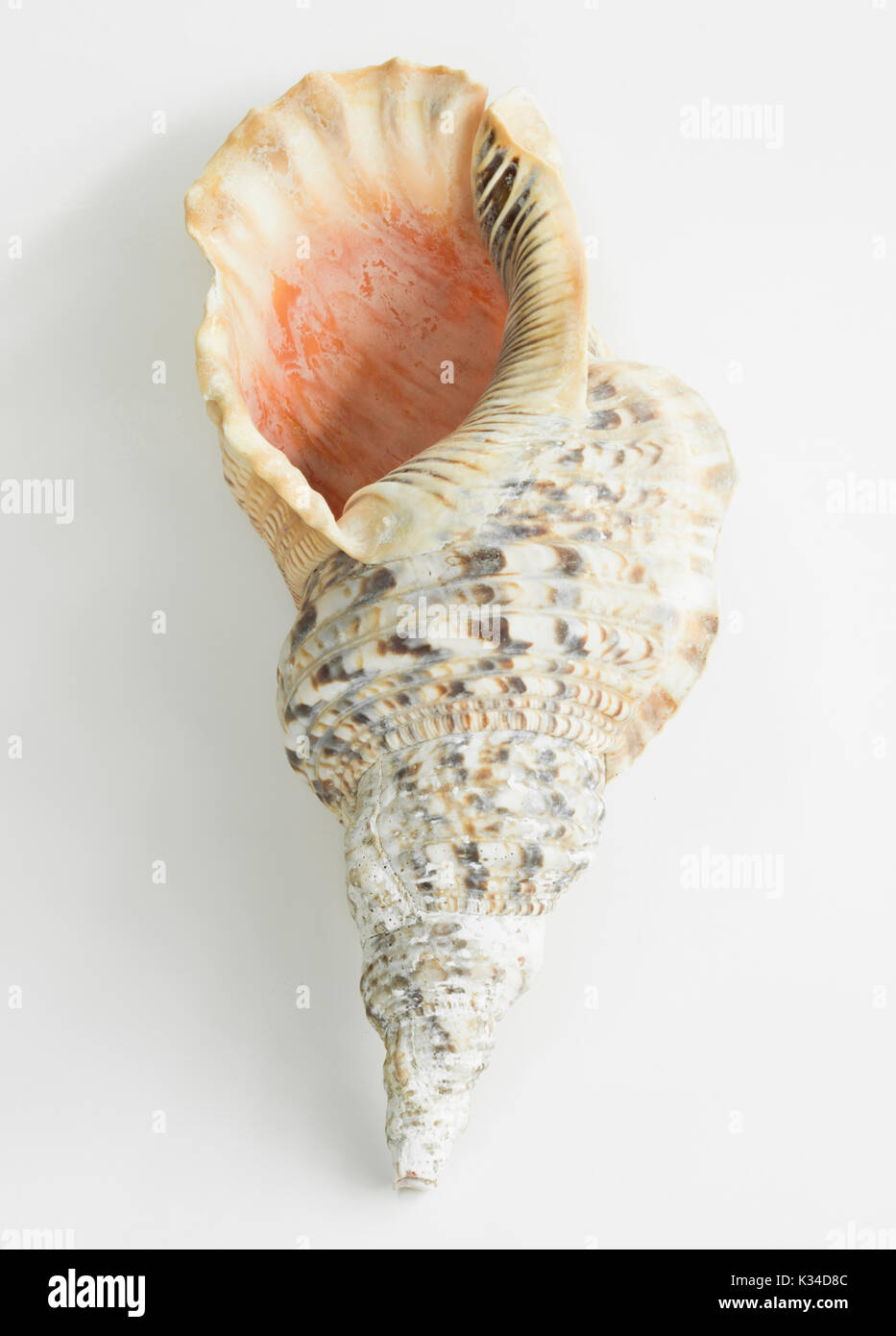Detailed sea conch shell on white isolated background Stock Photo - Alamy