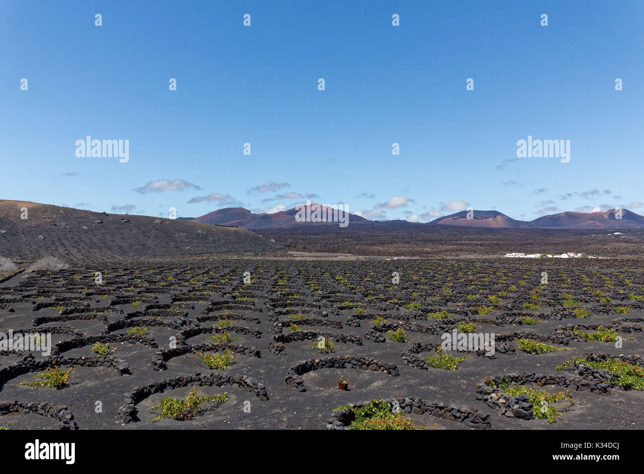 The strange volcanic vineyards of Lanzarote dimple like craters and