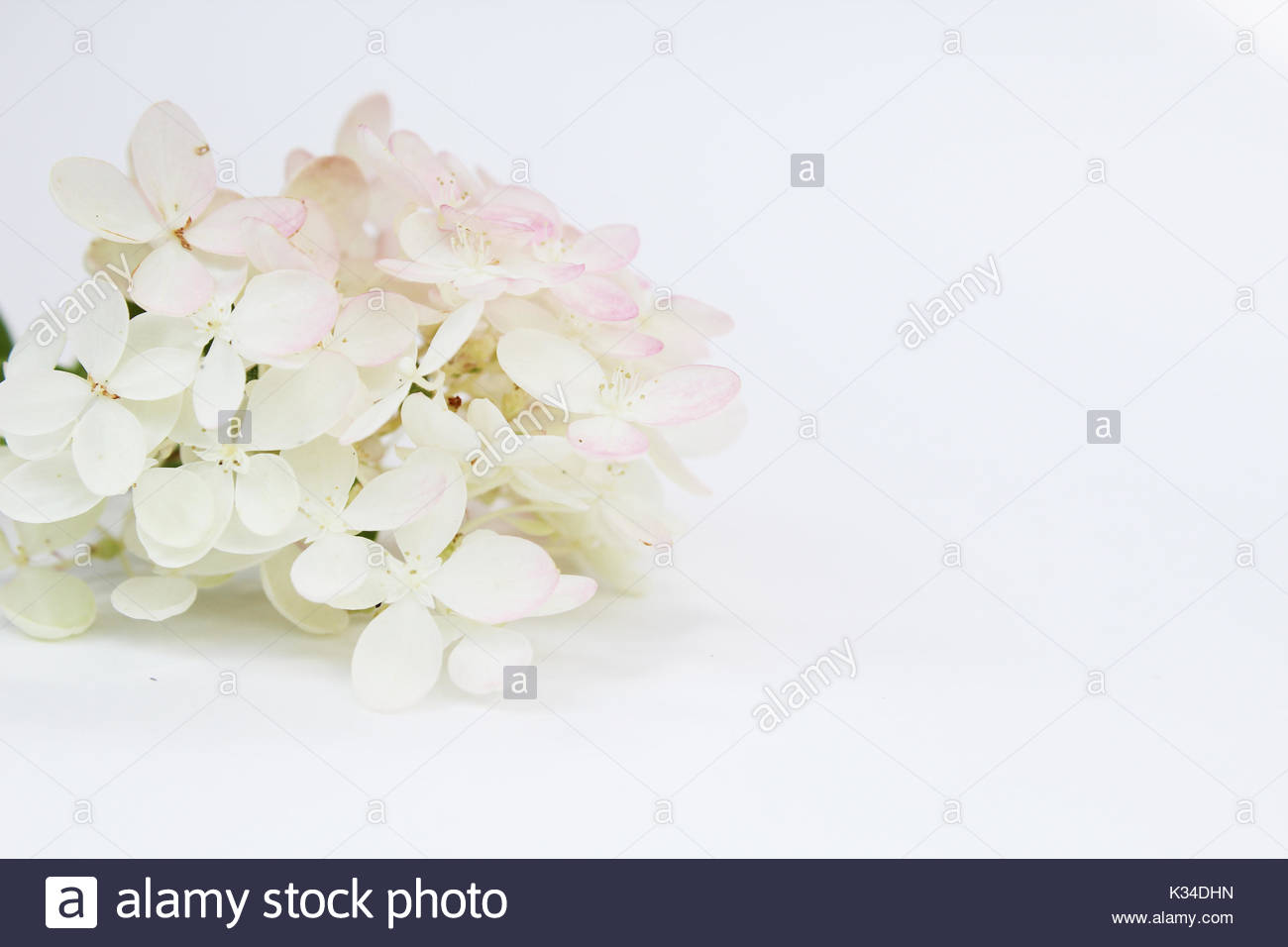 White Hydrangea High Resolution Stock Photography and Images - Alamy