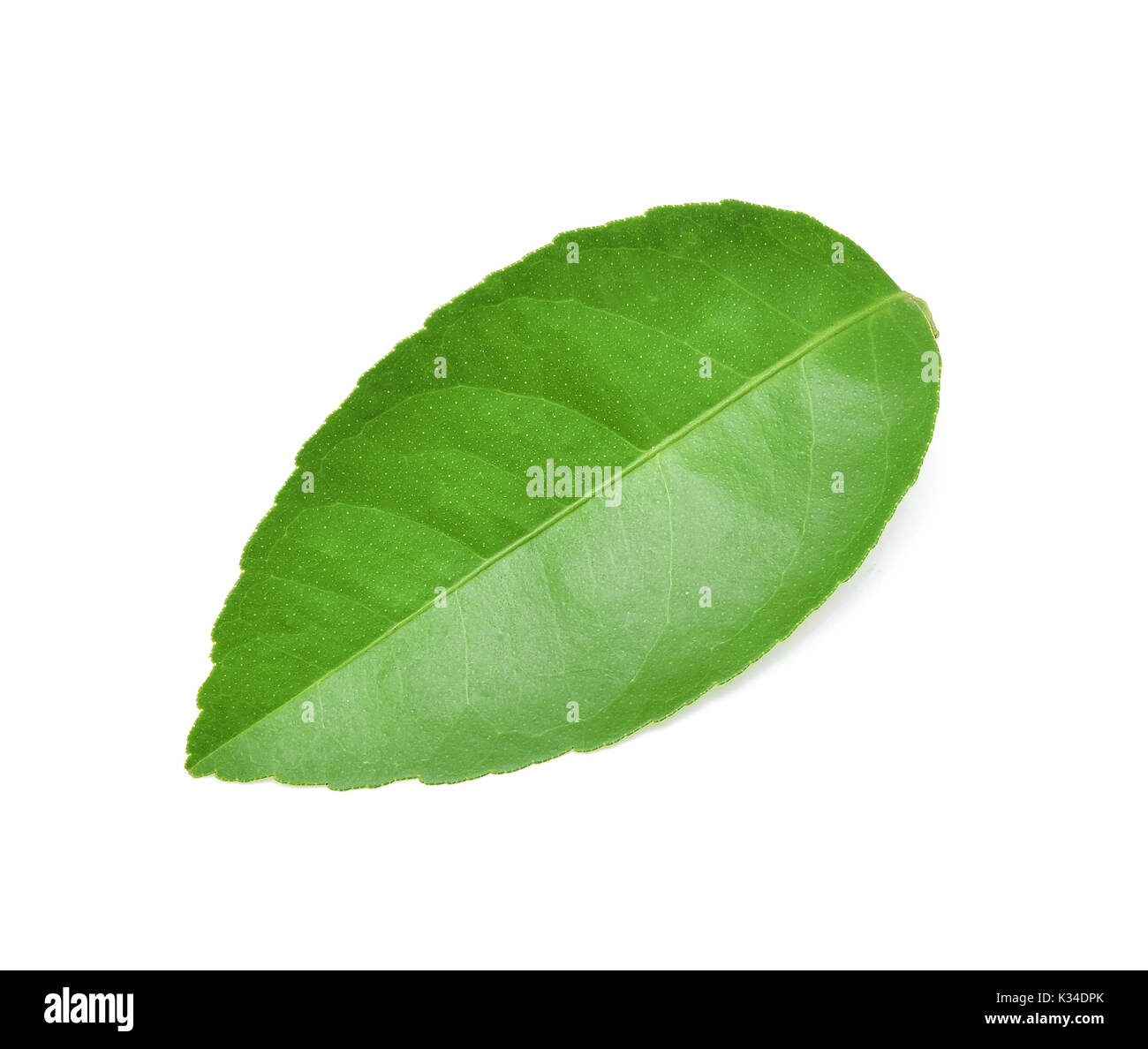Lemon leaves isolated on white background Stock Photo Alamy