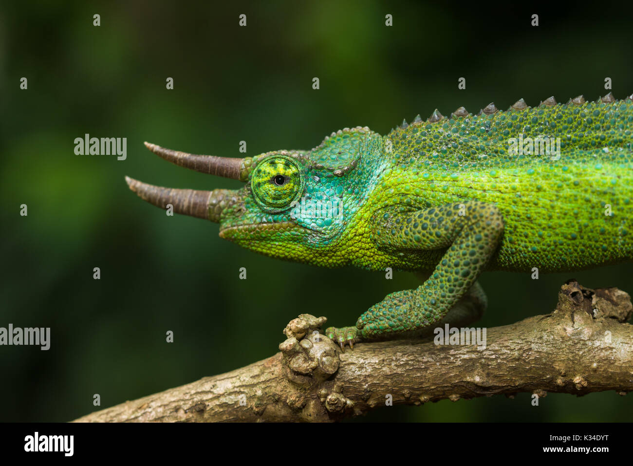 Adult male Jackson's chameleon (Trioceros jacksonii jacksonii) on branch Stock Photo