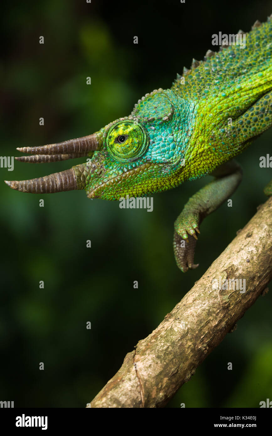 Adult male Jackson's chameleon (Trioceros jacksonii jacksonii) on branch Stock Photo