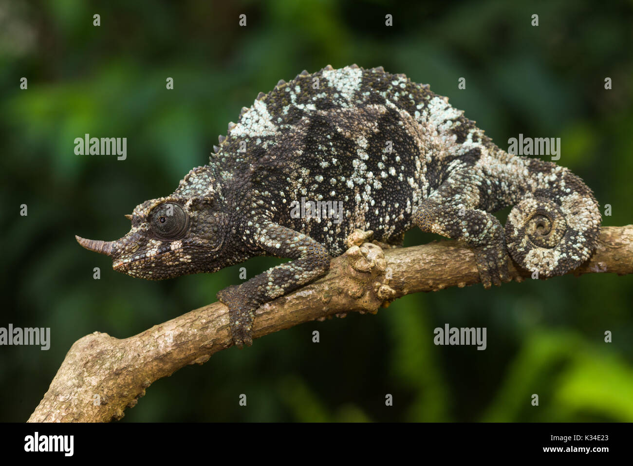 Female Jackson's chameleon (Trioceros jacksonii jacksonii) on branch, Nairobi, Kenya Stock Photo