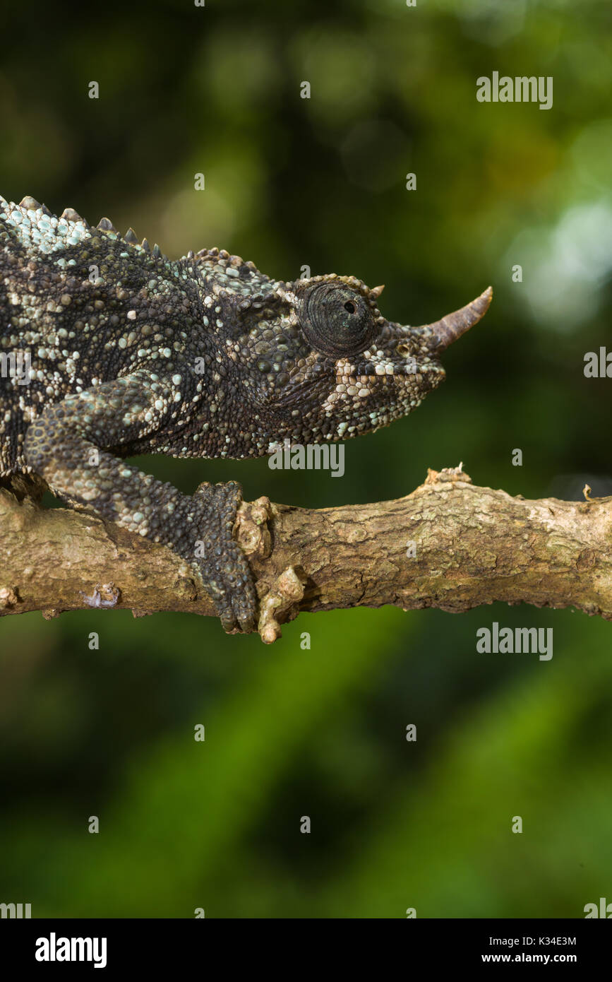 Female Jackson's chameleon (Trioceros jacksonii jacksonii) on branch, Nairobi, Kenya Stock Photo