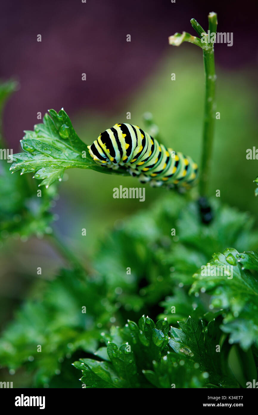 Black Swallowtail Caterpillar 'Parsley Worm' Stock Photo