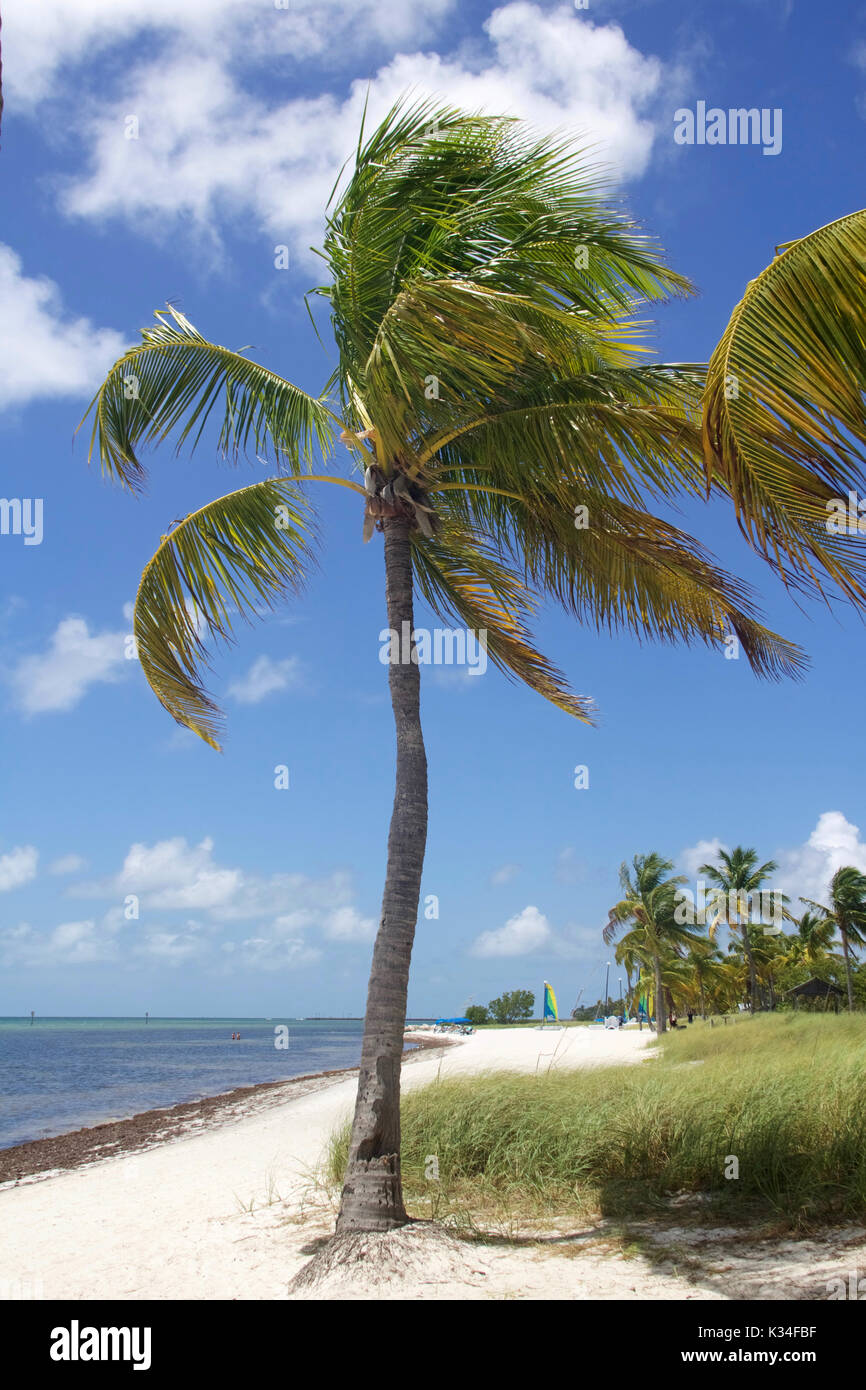 A tropical palm tree at Smathers Beach in the Florida Keys Stock Photo