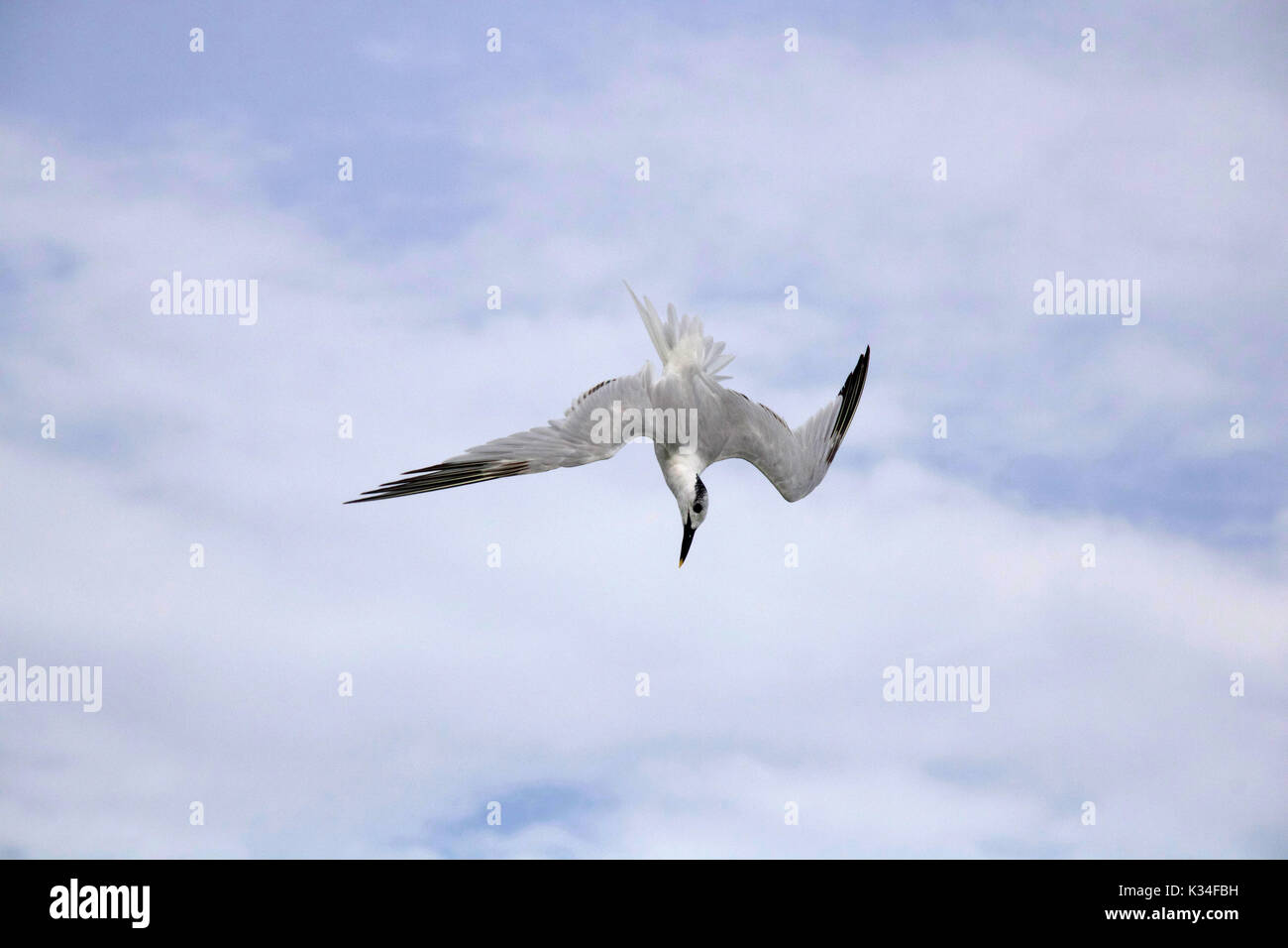 A sandwich tern diving for fish Stock Photo