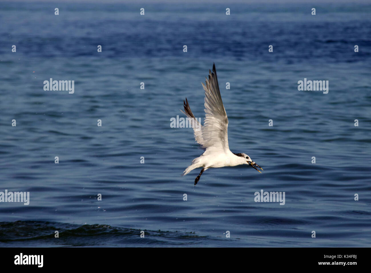 A Sandwich Tern catching a fish Stock Photo