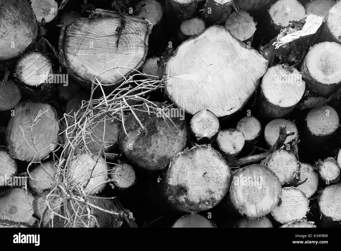 Cross section of stacked wood logs in black and white tone Stock Photo Alamy