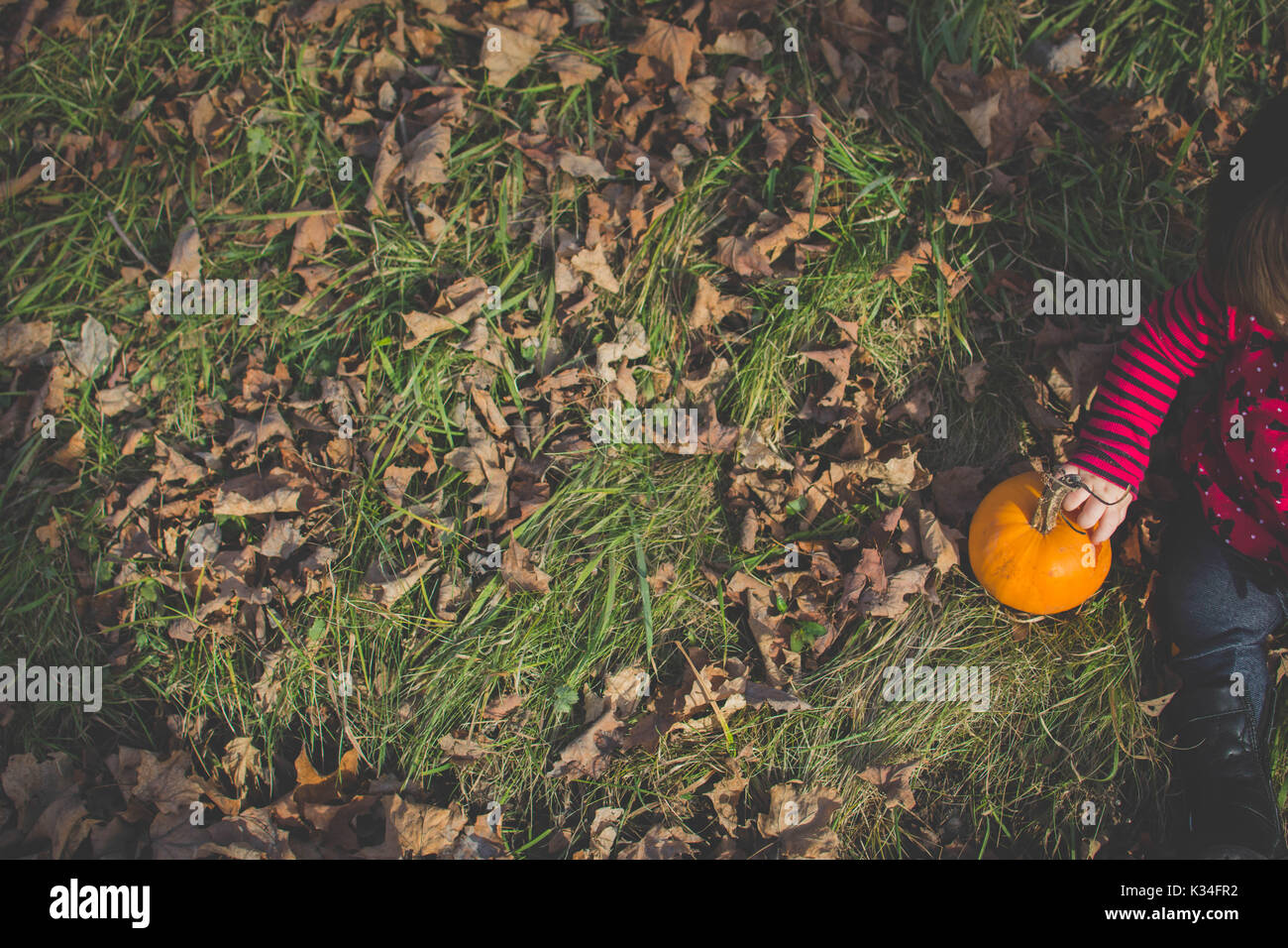 A baby sits in Fall leaves with her hand on a small pumpkin. Stock Photo