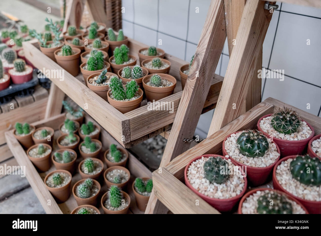 Several different cactus species in pots for sale in a wood box on wood shelfs in Garden Shop with a white tiled background Stock Photo