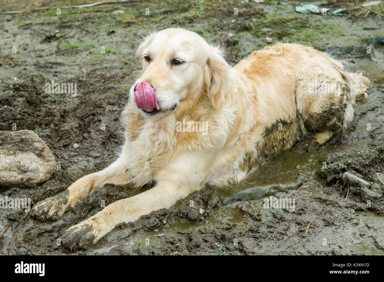 Golden Retriever type dog lies in a pool of mud Stock Photo