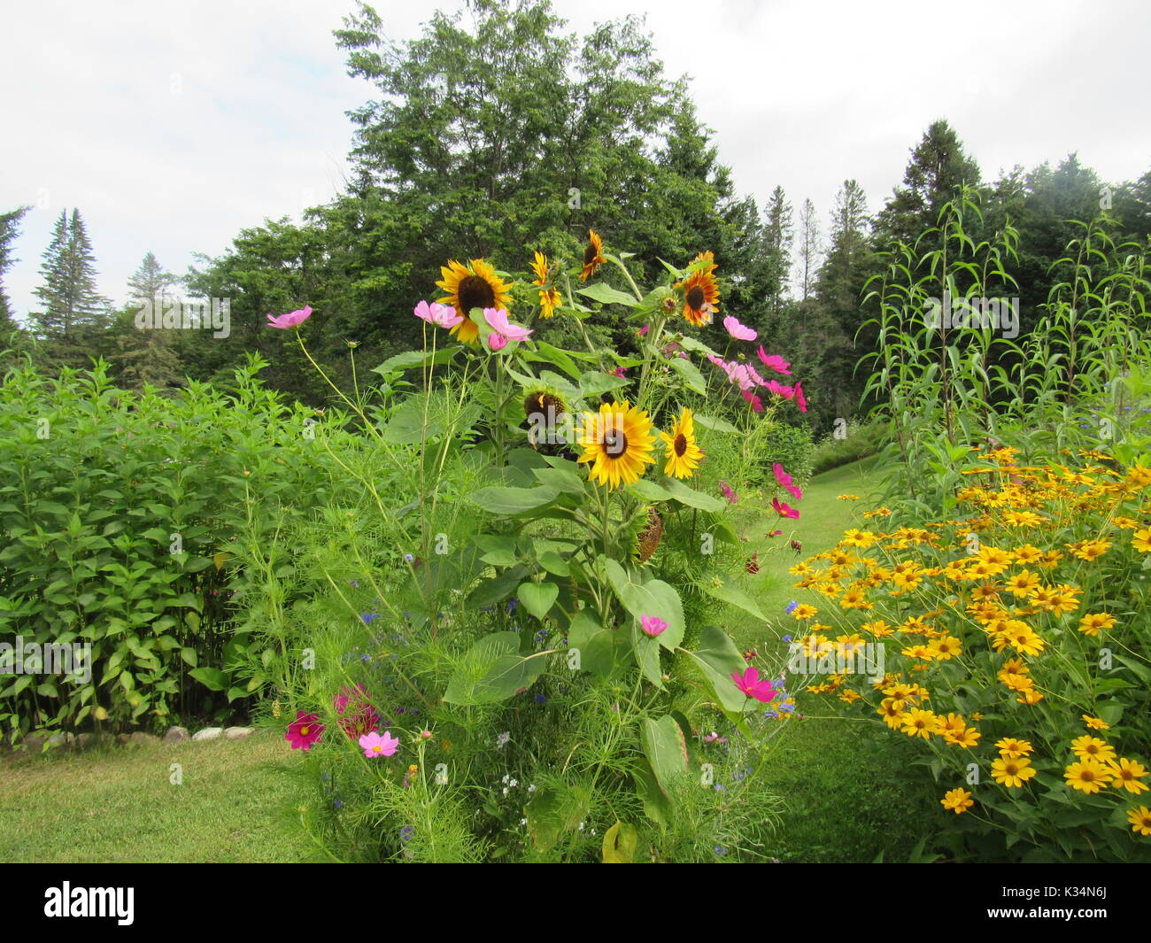 Easy to grow garden flowers in various colors and types. Daisy type