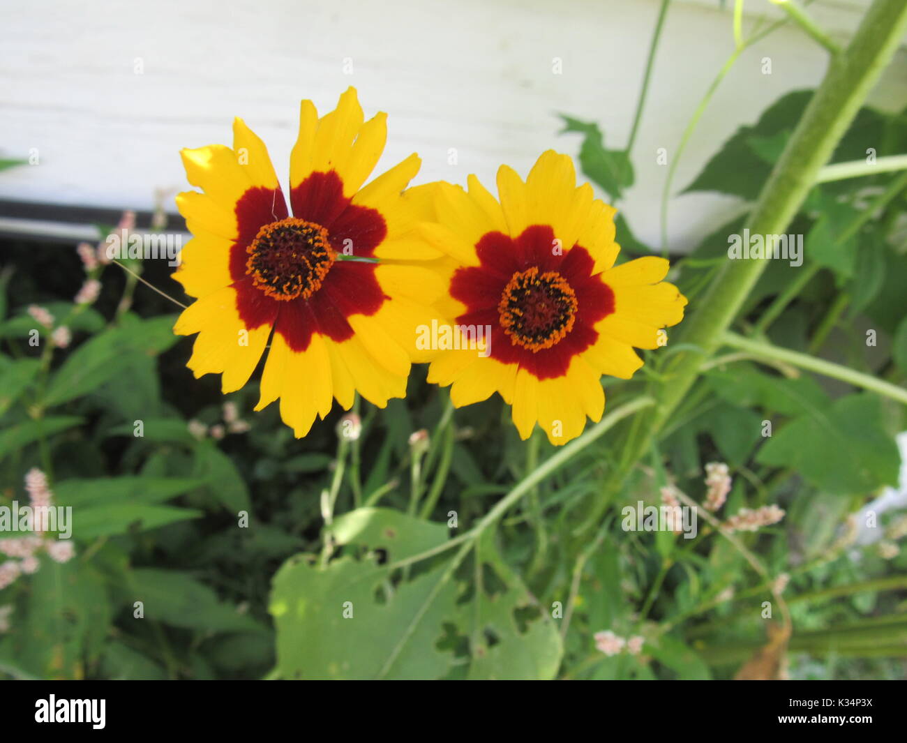 Easy to grow garden flowers in various colors and types. Daisy type