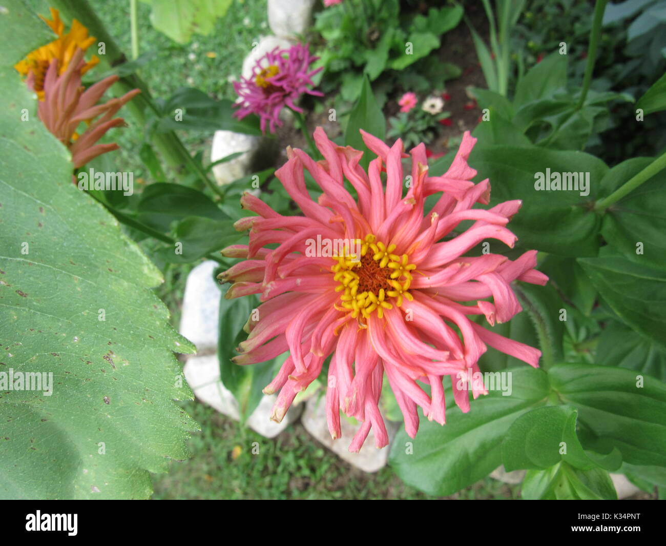 Easy to grow garden flowers in various colors and types. Daisy type