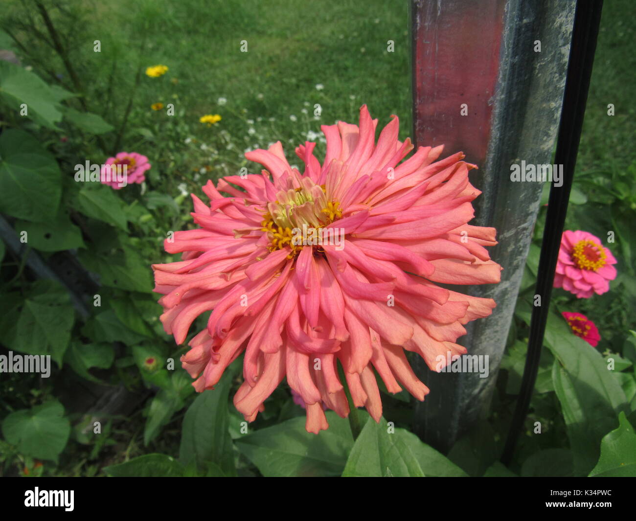 Easy to grow garden flowers in various colors and types. Daisy type